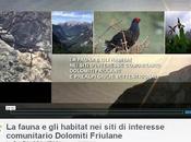 Dolomiti friulane fauna video