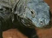 Drago Komodo: lucertola grande mondo Indonesia