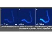 Scoperto colore della morte: un’onda fluorescente