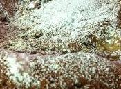 Torta .... perchè intolleranti devono stare senza??