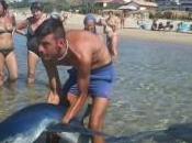 Porto Palo: squalo acqua! Bagnanti pescano