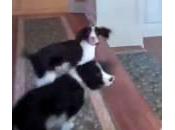 Hope Rosey, cagne ballano avere cibo (Video)