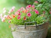 Estate tempo vasi fioriti