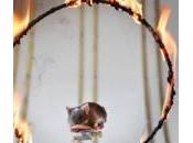 Australia: Harvey Pedro, topi saltano negli anelli fuoco (video)