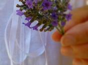 Lavanda