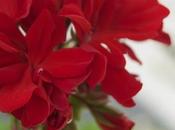 vari fiori: Sorbetto Geranio!