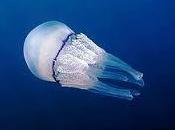 aree marine siciliane sperimenteranno reti anti meduse