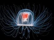Meravigliosa misteriosa natura:la medusa conosce segreto dell'immortalità