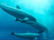 space dolphins Genoa aquarium August 2013