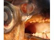 Pesce mangia-testicoli Svezia, paura mare Pacu