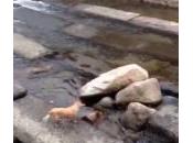 Cane gioca solo palla ruscello (Video)