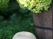 DIY: Hydrangea topiary
