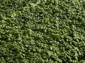 Andora: passeggiate nell’entroterra successo Alla scoperta Basilico profumato