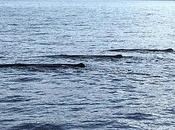 balene avvistate largo Marettimo