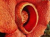 Raflesia Borneo