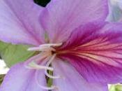 Bauhinia Variegata
