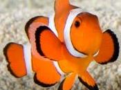 L'acquario Spazio Poesia