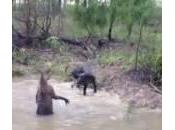 canguro combatte cane (Video)