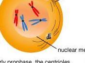 Anafase mitotica anafase della meiosi confronto