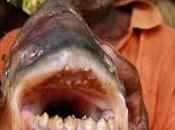 Pacu,il pesce "mangia-testicoli",avvistato nella Senna.