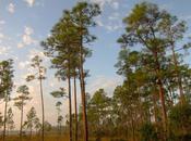 Animali rari flora rigogliosa all’Everglades National Park Miami