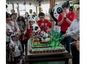 panda compiono anni festeggiano torta bamboo (foto)