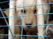 Cina: milioni cani gatti l'anno uccisi consumo carne