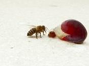 L'ape chicco d'uva