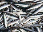 Pesca: nuovi provvedimenti legislativi