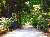 mattina all'orto botanico Palermo