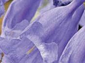 Wallpaper: Jacaranda Bloom