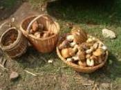 sagra fungo porcino Oriolo Romano… ultimi giorni tradizione, gusto ecosostenibilità