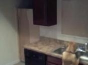 cane vuole rimanere casa solo