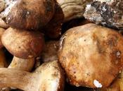 ricette migliori funghi porcini