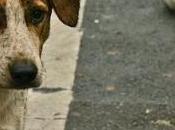 ROMANIA: Passa legge “ammazza cani”, chiamatela barbarie