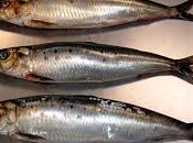 Sardine impanate fritte semplici