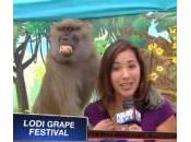 Babbuino palpeggia giornalista diretta felice (Video)