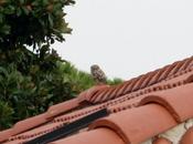 Giorno della Civetta...