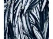Pesce azzurro, economico prezioso: omega calcio sali minerali