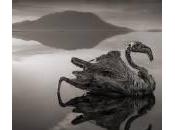 Natron, lago animali tramutano pietra (Foto)