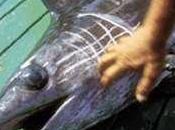 Divieto pesca pesce spada mesi ottobre novembre