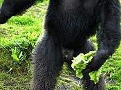 scimpanzè usano strumenti sessuali