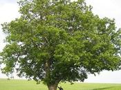 Florablog Contest: secondo albero monumentale, cerro pressi Altamura (BA)