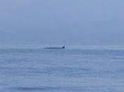 arrivate anche quest'anno...le balenottere comuni!