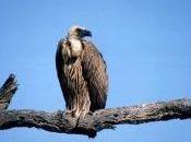 Quegli avvoltoi Mossad