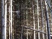 Certi alberi