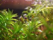 Piccoli betta splendens