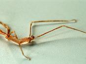 prima muta dell’insetto stecco first moult stick insect