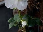 Helleborus