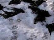 Uccelli morti: Romania hanno scoperto motivo